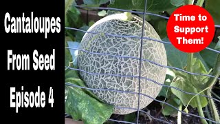 Growing Cantaloupes From Seed Episode 4 [upl. by Karol]