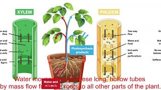 Transport Systems in Plants [upl. by Dnalsor]