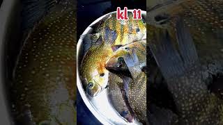 😱🔥തനി നാടൻ കരീമിൽ fry green  chromide  fry  village  fishing  Kozhikode  Kerala [upl. by Merow]