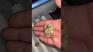 quail hatching baby qualie natto iscriviti subscribe like cove qualie [upl. by Nodnyl]