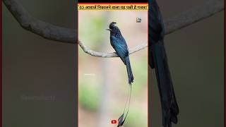 quot45 आवाजें निकालने वाला यह पक्षी है गजबquotdrongoamazingfactschannelanimalfacts wildlife short [upl. by Ibmat]