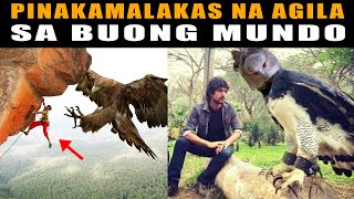 Pinakamalakas at Pinakamalaking AGILA sa buong mundo  The Strongest and Largest Eagle in The World [upl. by Jasmin10]