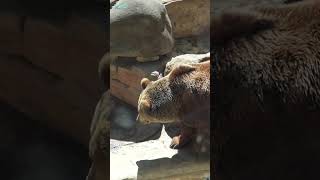 Oso Pardo zoo Barcelona animales [upl. by Eikkin964]