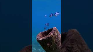 Scissortail Sargents fish gopro ocean underwater scuba [upl. by Felton]