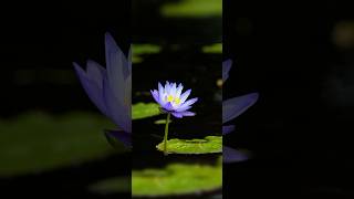 Pond plants  lilies 🪷 Teichpflanzen  Lilien lilies pondplants lilien blumen flowers [upl. by Alaikim]