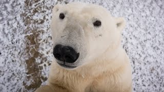 Nosey Polar Bear Gives Tourists Incredible Greeting [upl. by Einaj]