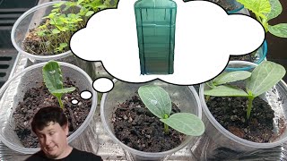 Centurion 4 shelf greenhouse initial review [upl. by Ado]