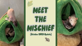 🐀 Meet The Mischief 🐀 Oct2023 Update [upl. by Nywrad593]