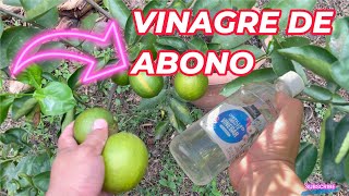 BENEFICIOS del VINAGRE en el LIMONERO Cómo MEJORAR cosecha de LIMONES limonero limon abono [upl. by Tnayrb428]