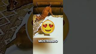 El gesto de este perro emocionó a todos dogs doglover [upl. by Pease]