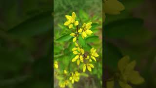 Galphimia gracilisgold shower Family Malpighiaceaeflowers of a dense inflorescence [upl. by Adnilahs350]