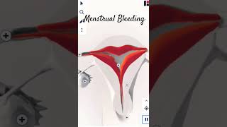 MENSTRUAL BLEEDING IN 3d menstruation shorts menstrualcycle short viral mc dr shortvideo [upl. by Joellen655]