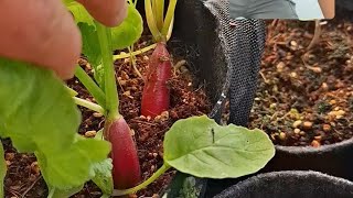 Des radis cultivés dans le coco perlite de Terra Aquatica [upl. by Olney]