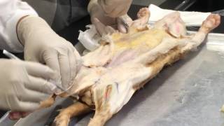 Cat dissection part 1 [upl. by Barb537]