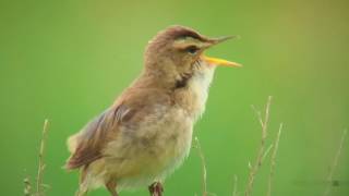 コヨシキリ（1）さえずり（クローズアップ）  Blackbrowed reedwarbler  Wild Bird  野鳥 動画図鑑 [upl. by Elcarim]