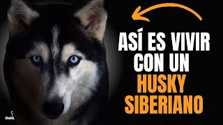 HUSKY SIBERIANO Personalidad y Temperamento ¿ES IDEAL PARA TI [upl. by Dorelia]