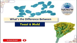 Yeast vs Mold yeast mold difference microbiology raqbamicrohub [upl. by Aeriel604]