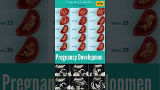 Fetal Development Week by Week  Incredible Pregnancy Journey  Embryo Shortsfeed pregnancy baby [upl. by Skye]