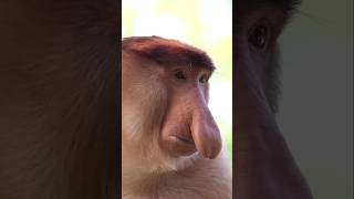 লম্বা নাকের বিরল বানর facts animals junglefacts amazing science monkey animalfunny news [upl. by Nyliahs]