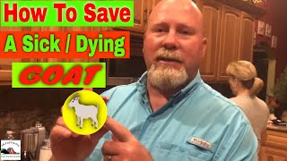 How to Save a Sick Goat  Goat Home Remedy  How to Save a Goat From Dying [upl. by Adnar]