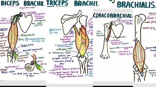 Muscles of Upper Arm  Two Compartments  Attachments  Origin  Insertion  Nerve Supply  Actions [upl. by Tabb]