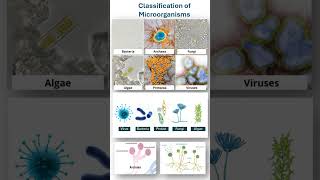 Classification of Microorganisms [upl. by Nanfa]