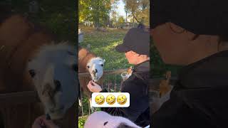 Taujėnų dvaras hellowynas gyvunai lama bajeriai spauna funnyanimals 🤣🤣 [upl. by Onifled480]