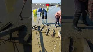 Traditional way of harvesting clams [upl. by Gnoud149]