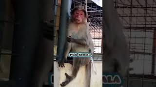 He was eating a coconut and turned around when he saw the video being taken Macaca Macaque Monkey [upl. by Mag]