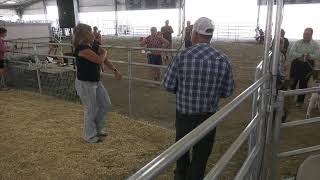 Umatilla County Fair 2024  4HFFA Market Lamb Show [upl. by Jarl]