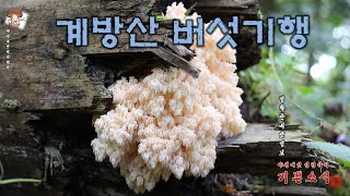 하늘색깔때기버섯산느타리붉은젖버섯개암버섯개암다발버섯포도주색무당버섯편모산호침버섯임시명자흑색불로초소나무잔나비버섯말굽버섯안장마귀곰보버섯끈적민뿌리버섯 [upl. by Bullis816]