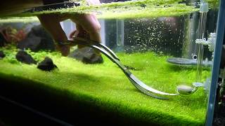 Trimming Utricularia Graminifolia [upl. by Retsevel246]