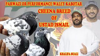 Parwazi Or Performance Waley KabotarCheena Breed of Ustad IsmailKhalifa BuAliPigeons InfoTips [upl. by Gwenny]