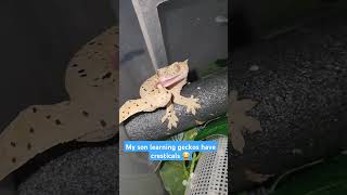 😂🤣 crestedgecko geckos lizard reptiles pets themoreyouknow cute dalmatian spots spot [upl. by Arihay772]