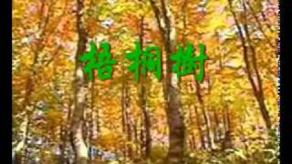 梧桐树（女中音 王晓珊） [upl. by Cornwall938]