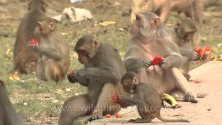 Rhesus macaques eating Pomegranate [upl. by Nyrek167]