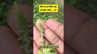 सिर्फ 2 मिनिट मे कमाल करेगी ले ll Turant asar karne vali jadibutti helthtips ayurvedamedicine [upl. by Nodnarg]