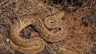 Russell viper 🐍 snake daboia russeliiSnakeDiscovery trending viralvideo [upl. by Rialcnis]