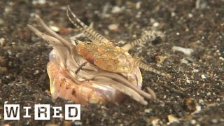 Absurd Creatures  RealLife quotTremorsquot Graboid The Bobbit Worms Jaws Can Slice a Fish in Two [upl. by Meeka836]