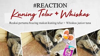 Reaksi pertama Kucing makan kuning telur  Whiskas junior tuna [upl. by Otrebide953]