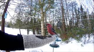 Pine Grosbeak [upl. by Atilrahc]