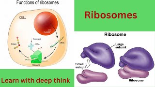 Structure and functions of ribosomes Ribosomes kaya kam karty hein [upl. by Hajin]