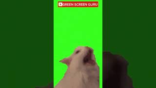 Cat MEOWING Green Screen cat greenscreen chromakey [upl. by Sherie]