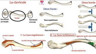 ostéologie  la clavicule [upl. by Nickolai]