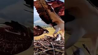 🦅🐟Eagle hunts fish and birds eagle hunting eagle catching fishshorts youtubeshorts viral [upl. by Notanhoj]