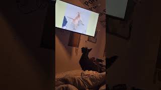 Willow The Scottish Terrier Likes Watching The Asher House on Youtube [upl. by Lerner]