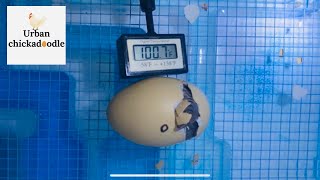 How To Hatch Chicken Eggs From Start To Finish [upl. by Ahsienat]