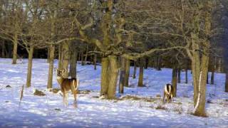 Wildlife of Manitoulin Island Ontario Canada [upl. by Namad]