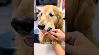 Pretend to be bitten by a dog to see how the dog will react Golden Retriever daily life video [upl. by Betty]