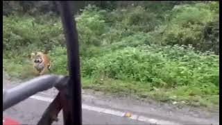 Jim Corbett real 🐅 tiger Roaring [upl. by Ardnohsal]